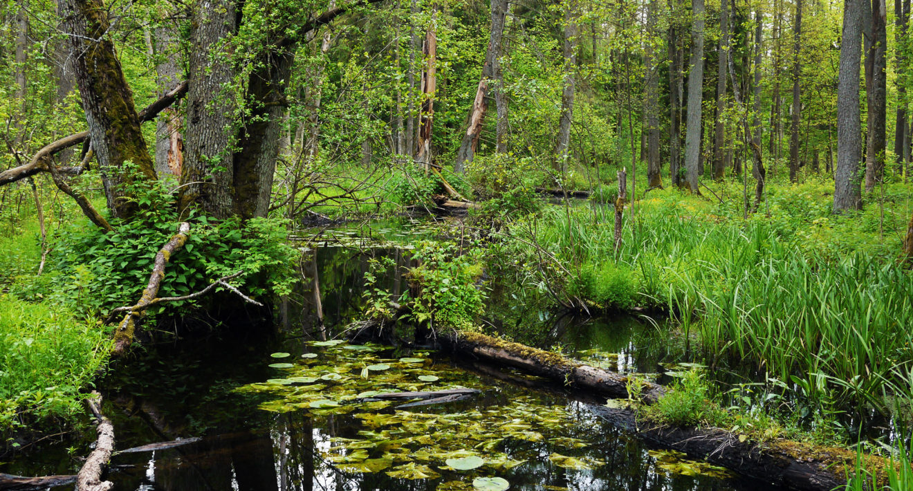 Le gouvernement polonais est une menace pour la forêt de Bialowieza